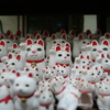 猫群