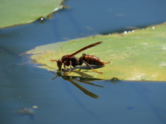 水辺の蜂