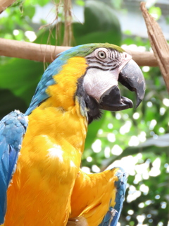 ルリコンゴウインコ