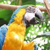ルリコンゴウインコ