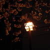 夜桜