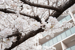 桜2024