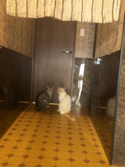 なかよし