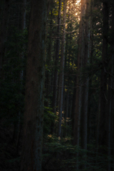 Falling Light