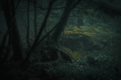 damp forest