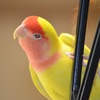コザクラお部屋アスレチック