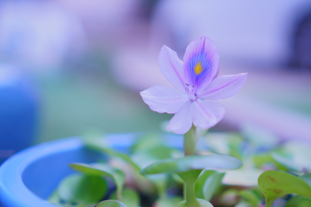 姫ホテイソウの花