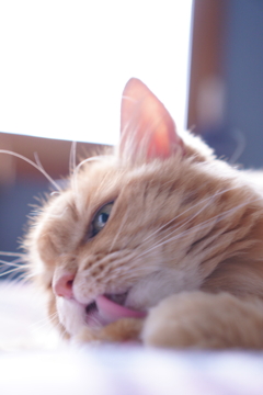 猫とのひととき