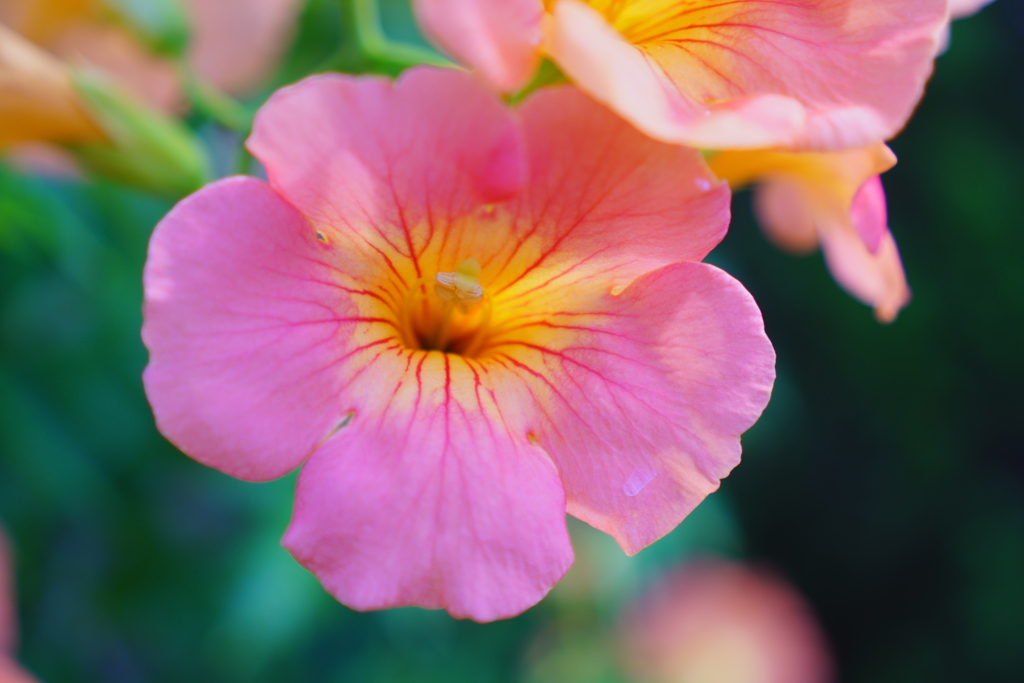 道端の花