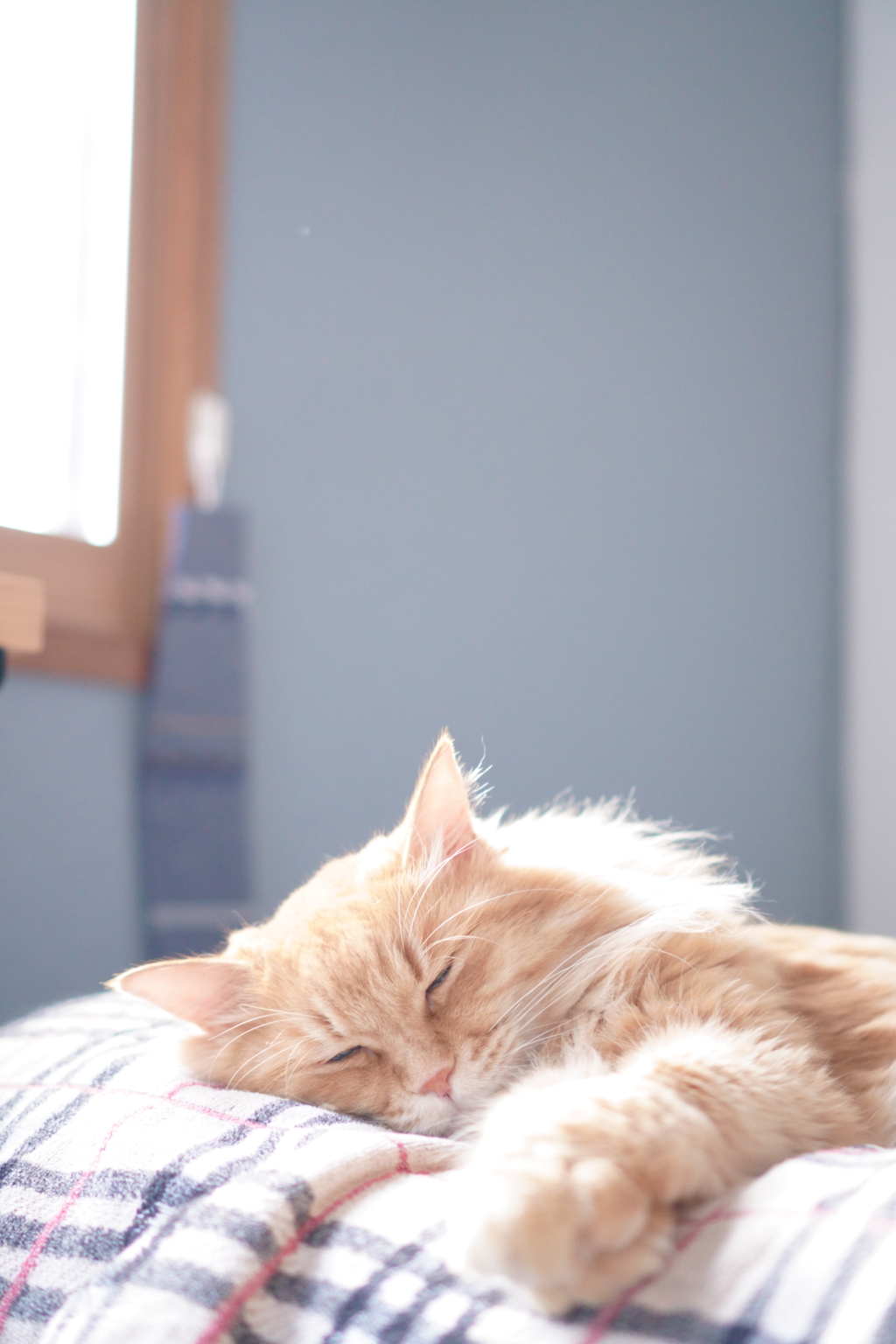 猫と日向ぼっこ