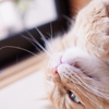 ねこと休日