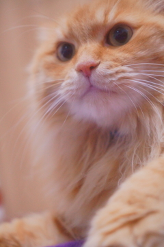 いつもぺったり
