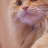 いつもぺったり