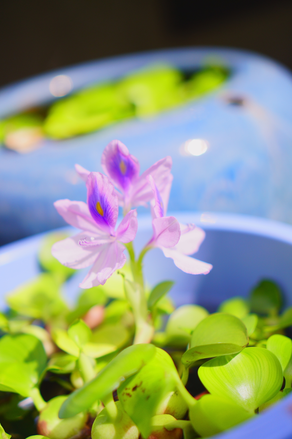 ホテイソウの花