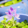 ホテイソウの花