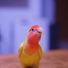 おさんぽ
