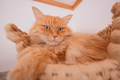 猫ちぐら
