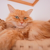 猫ちぐら