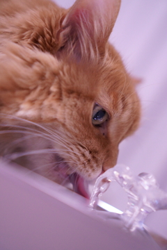 水分補給