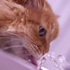 水分補給