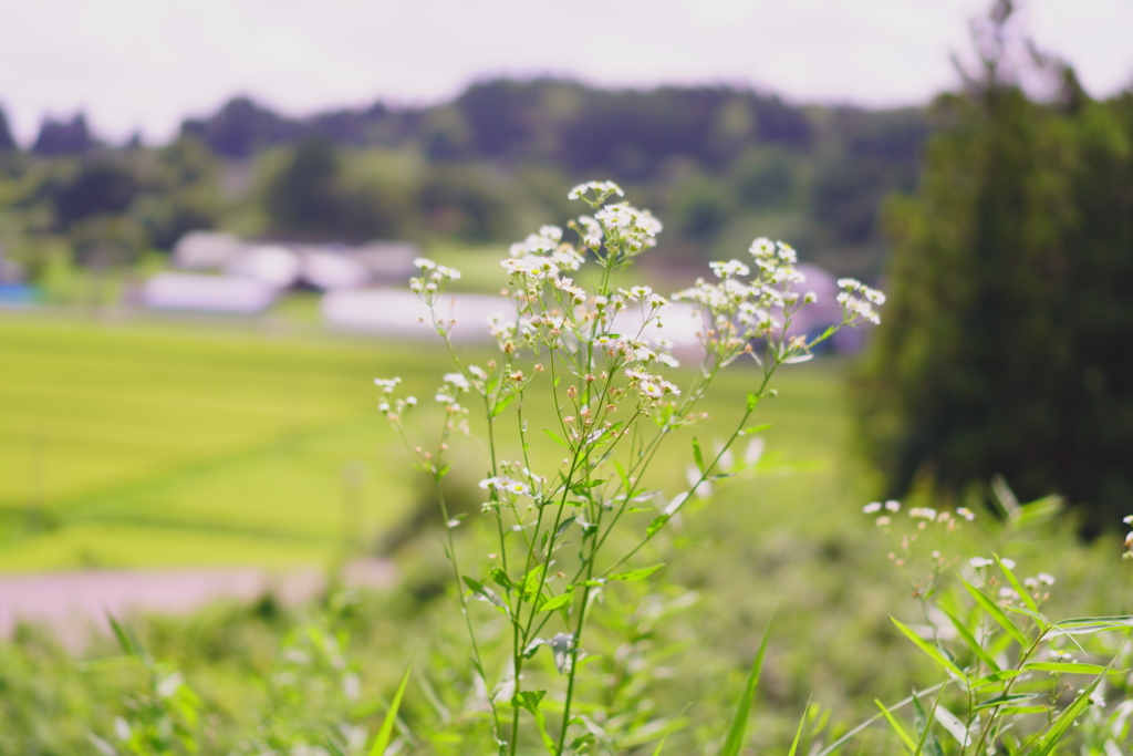 里山の花