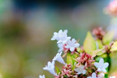 IMG_4739