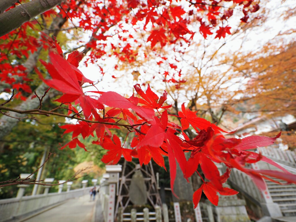 大山紅葉5