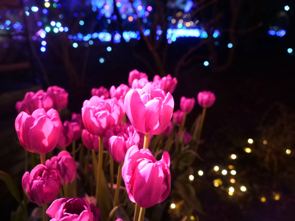 ウインターチューリップ