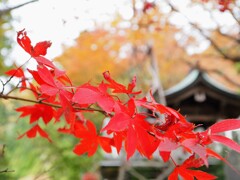 大山紅葉4