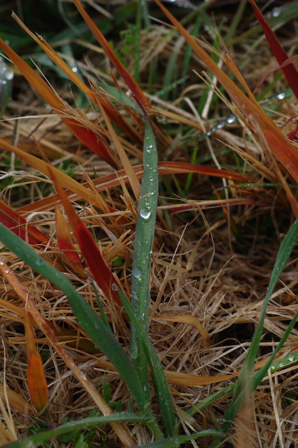 雨粒をまとって
