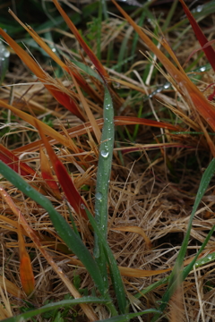 雨粒をまとって