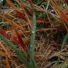 雨粒をまとって