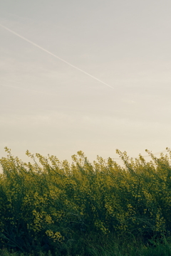 菜の花畑と飛行機雲