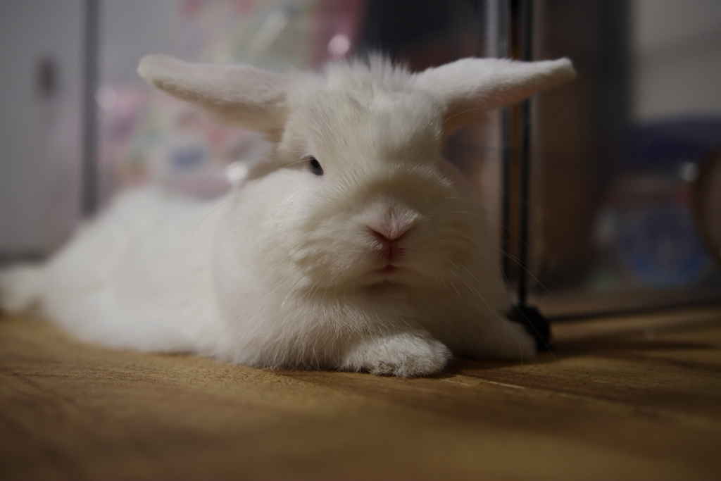 小さな怪獣