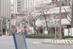 春みーつけた