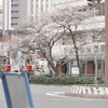 春みーつけた