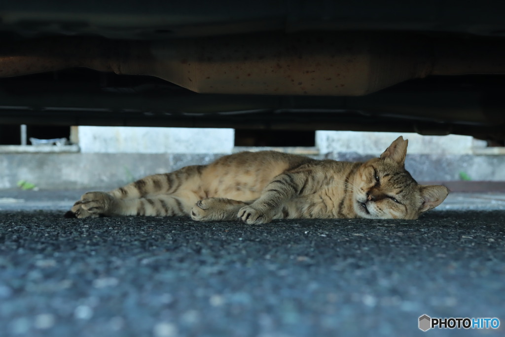 猫も暑さで