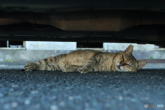 猫も暑さで