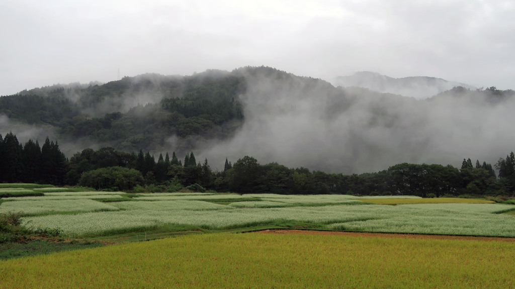 蕎麦畑（白馬）