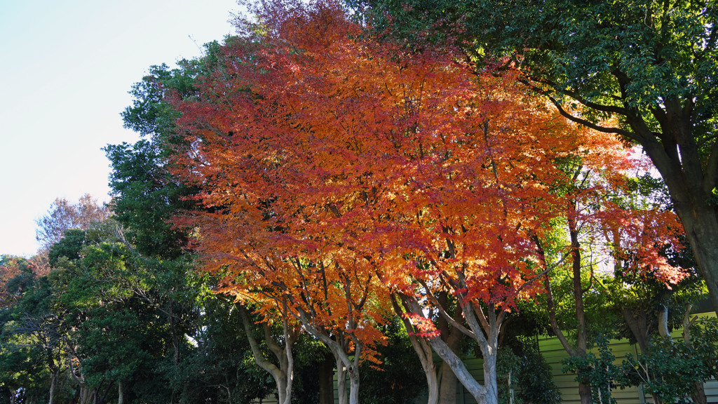 紅葉（近所）