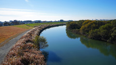 江戸川（流山市）