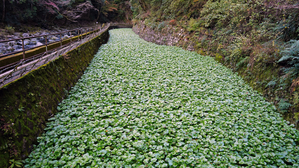 わさび沢
