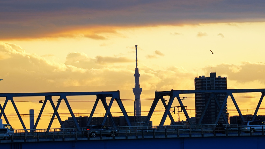 東京スカイツリー1（流山市にて撮影）