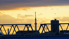 東京スカイツリー1（流山市にて撮影）