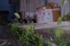 ねこじゃらし