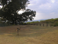 若草山
