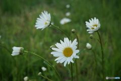 初夏に咲くキク