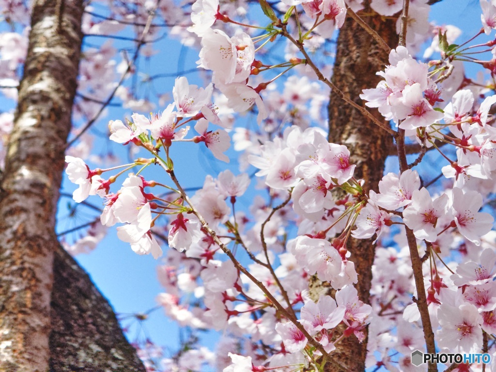 桜