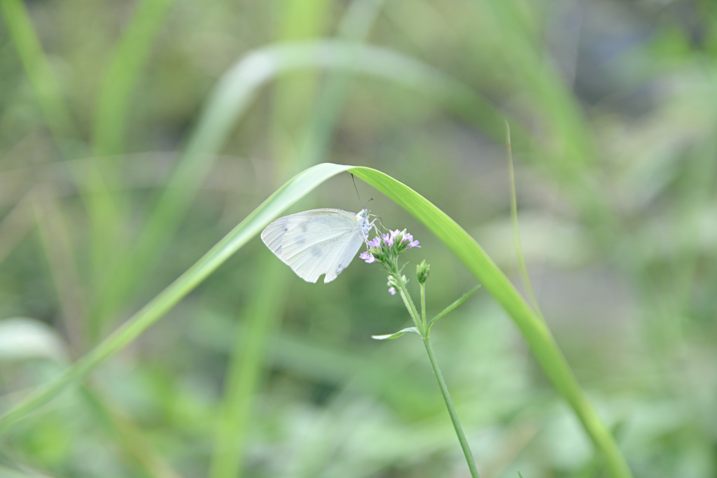 モンシロチョウ