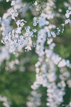 お花②